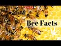 Bee Biology and Behavior