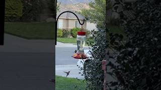 This is how I get so many hummingbirds