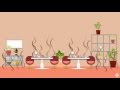 Exploring Houseplants as a Solution for Indoor Air Pollution