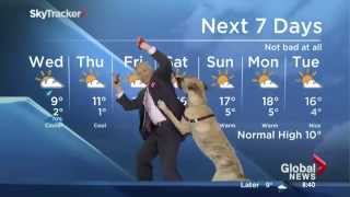 Verspielter Hund sorgt für Chaos beim Wetterbericht