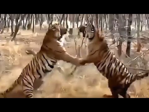 The Amazing world of Wildlife