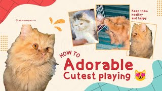 Cute Cat Playing with Ball and Yarn | Funny & Adorable Moments Compilation