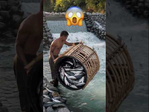 Bamboo Cage Fishing Technique Yields Massive Catch