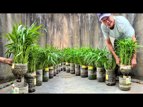No Garden, No Watering – The Crazy-Easy Way to Grow Veggies That Millions Love!