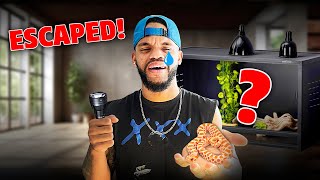 Catching My Missing Snake That ESCAPED!