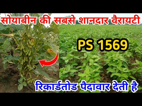 PS 1569 सोयाबीन मचायेगी 2025 में तहलका || Soyabean ki variety || Soyabean ki kheti
