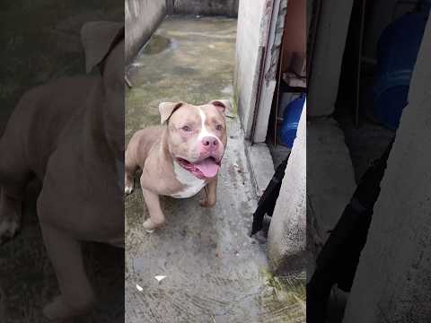 dog save his mother smartly 😂🫶#funny #animallife #support
