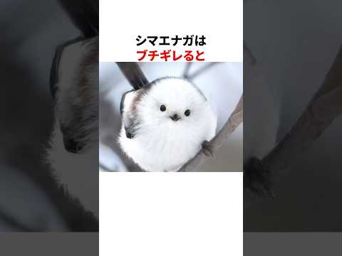シマエナガのかわいくて愛おしい雑学 #shorts