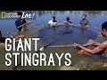Freshwater Stingrays and Conservation
