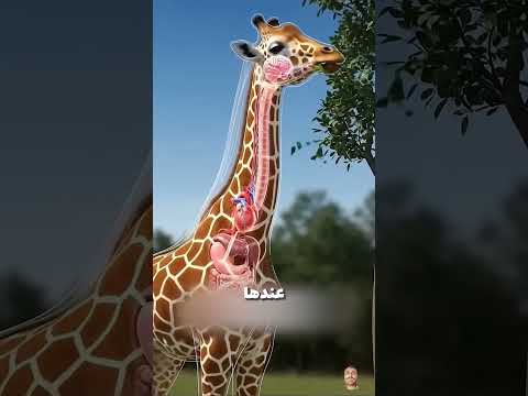 اوعا تفكر تنقل زرافه ابدا