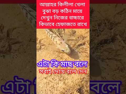 এই ভিডিওগুলি আমি বন্যার সময় ধরে রেখেছিলাম তাই #YouTube official#trendin  #video#viral#foryoupej