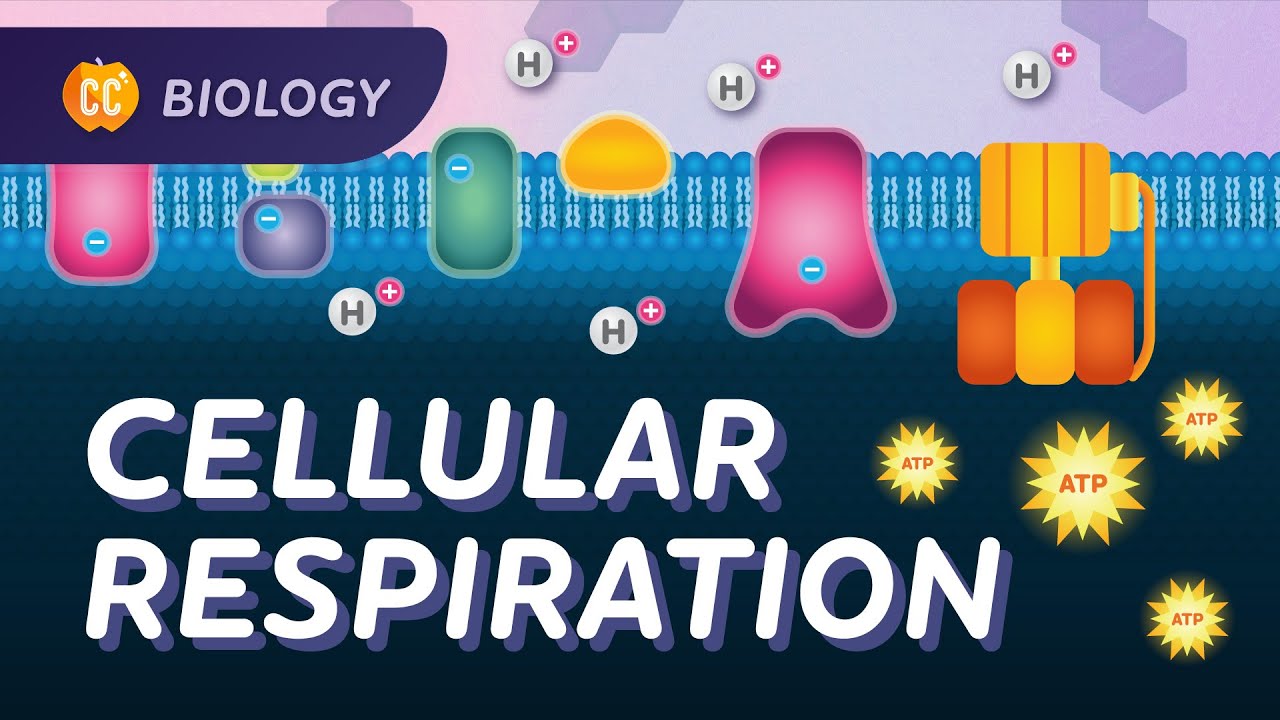 Understanding Cellular Respiration
