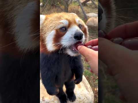 Mengapa Panda Merah Butuh Es untuk Tetap Tenang? 🐾❄️
