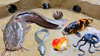 Wow! Mancing ikan lele besar dalam lubang, ikan hias, ikan gabus, belut, lobster, kura kura