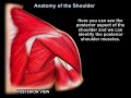 Shoulder Anatomy and Muscles