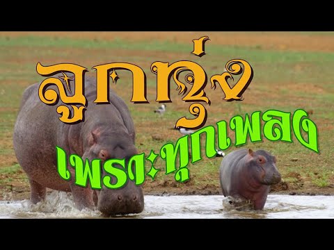 ลูกทุ่ง เพราะทุกเพลง | #น้องนางบ้านนา #รักติดสินบน #หอรักห่วงเรียม #น้อยวาสนา