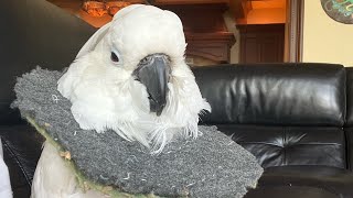 Make a collar for your parrot tutorial! #parrot #animals #health #tutorial #howto #shorts  #cute