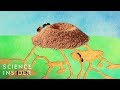Fire Ant Nest Behavior and Structure
