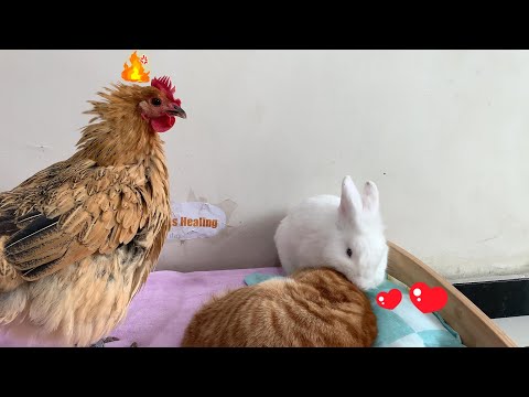 So funny! The rabbit gave the kitten a bath and fell in love with him! The hen was so angry!