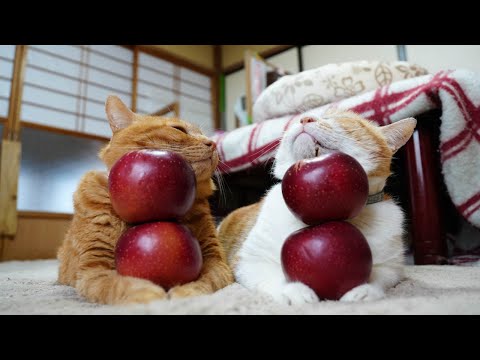 レッドゴールド りんご のせ猫　241214