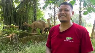 YouTube video thumbnail: Indonesians Explore Camel Breeding for Eid al-Adha Sacrifices