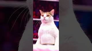 This is the real Rey Mysterio 😂😂 #sora #cat #soraai