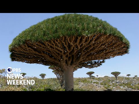 YouTube video thumbnail: Climate Change Drives Ancient Socotra Dragon’s Blood Tree to Brink of Extinction