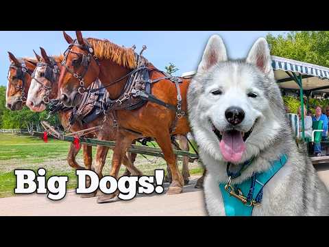 I Was So Worried, But Our Senior Husky LOVED Mackinac Island!