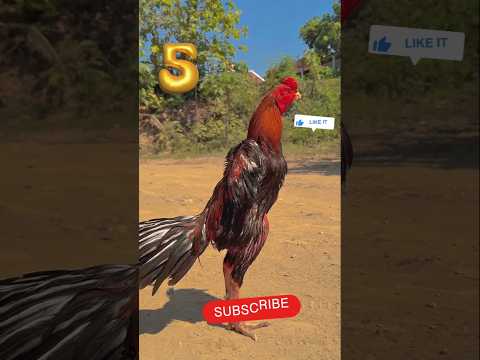 Top 5 Aseel 🐓 #youtubeshorts #aseelmurga #ytshorts #birds #petsrehman #shorts #viralvideo #cat #dog