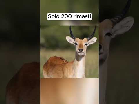 Animali che stanno per estinguersi #shorts