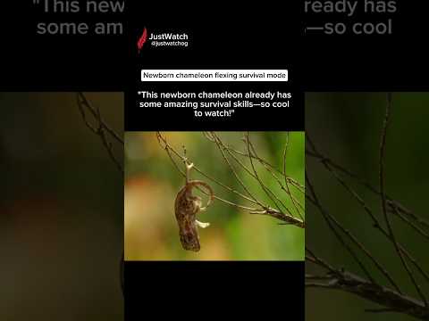 Incredible Survival Skills of a Newborn Chameleon #nature #chameleon #wildlife #shorts