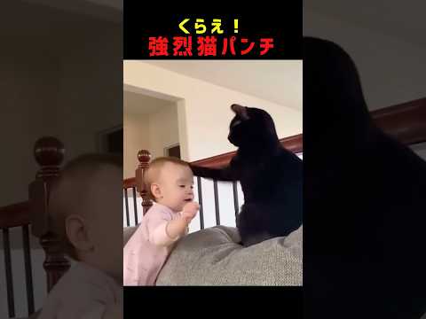【やりすぎ】猫パンチをくらう海外の赤ちゃん　#shorts #baby #cat #cute
