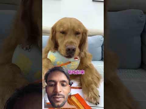 একটা তোমার একটা আমার #amezingfacts #youtubeshorts #funny #funnyanimal #comedy