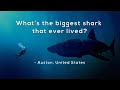 Megalodon and Shark Size Insights