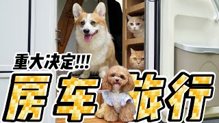 【喵来啦】养猫狗的第十年，不想留下遗憾了…