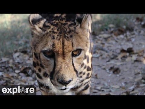 Africam Tammy the Cheetah Cam at HESC powered by EXPLORE.org