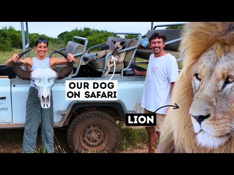 WE NEARLY GOT EATEN BY LIONS!! Ep 405