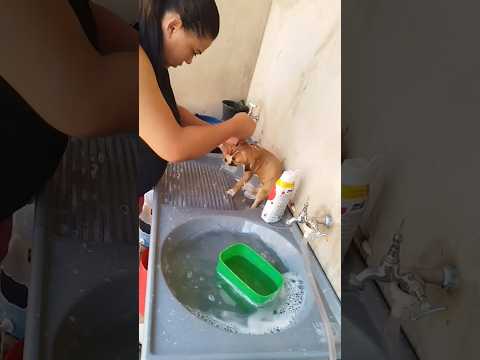 Peguei esse cachorro de rua mas tá cheio de pulga #meupet #pets #amopets #fypyoutube