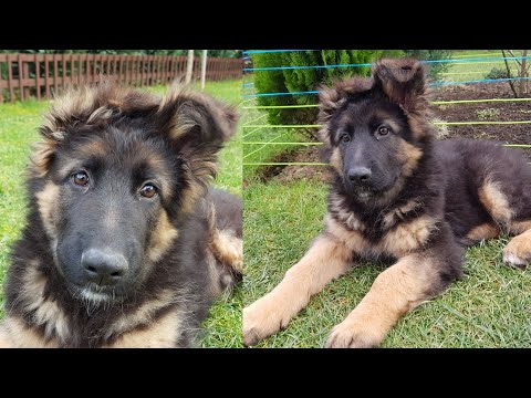 Happy Puppy with New Toy - The Diary Evo the German Shepherd Dog Day 74
