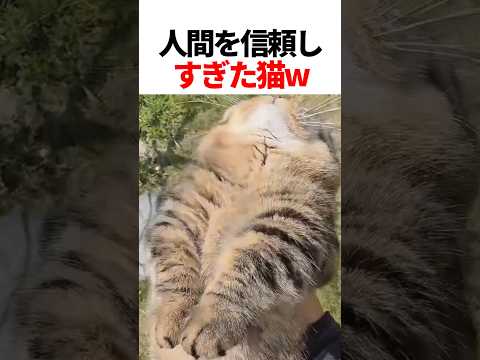 人間に心を許しすぎた猫w