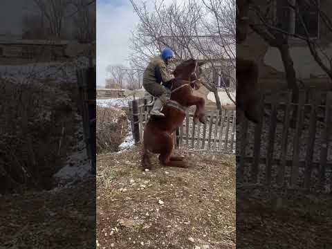 😱😱 #horse #лошади #кони #лошадь #лайк #rek #лайки #подписка