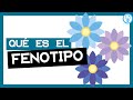 Comprendiendo el Fenotipo y Genotipo