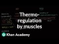 Thermoregulation Mechanisms in Muscle Function