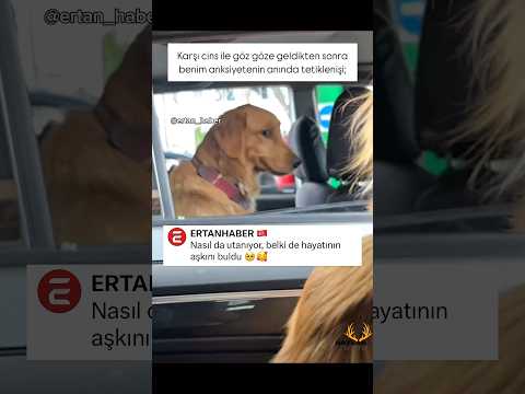 İlk bakışta aşk 🥰 #patilidostlar #köpek #keşfet #shorts
