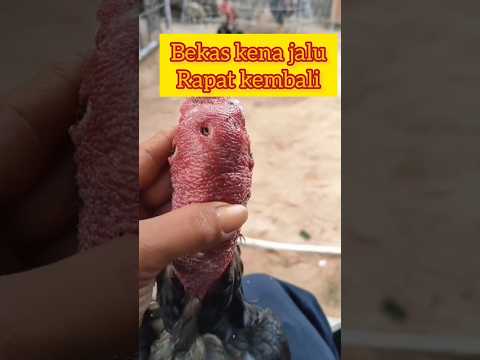cara menyembuhkan luka bekas kena jalu part 3