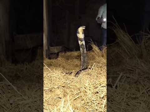 भारत का सबसे बड़ा और खतरनाक सांप। ये सांप हांथी को भी चित कर सकता है ।#snake #shorts #rescue