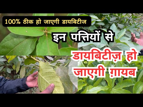 इन पत्तियों से डायबिटीज हो जाएगी गायब || Leaves/Plants To Cure Diabetes || 100 %  Results