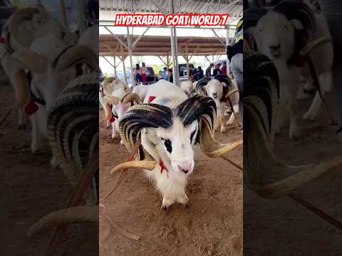 #sheeps #vilaytisheep #sheepfarm #shortvideo #shortsvideo #viralvideo #viralreels #trendingshorts