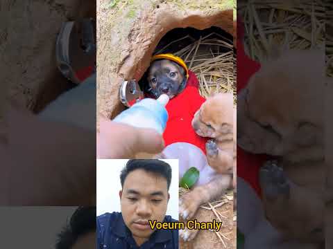 #Puppy #RuralDog #LittlePuppy