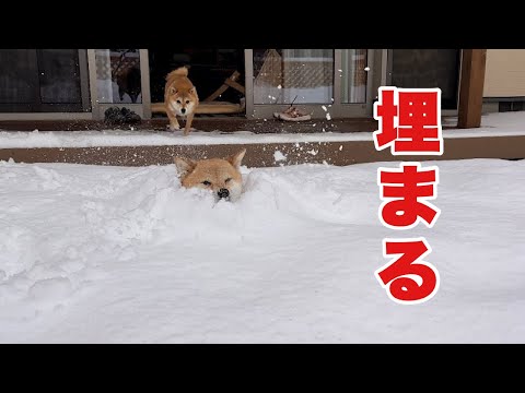 大雪で雪のプールと化したお庭にダイブしたら溺れかけた柴犬が可愛い